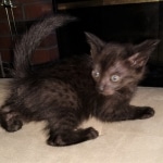 Savannah, F-4SBT, Black, female, DOB 2-14-20