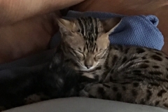 Suri Savannah F-4SBT Black Smoke Female DOB 11-18-18