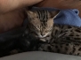 Suri Savannah F-4SBT Black Smoke Female DOB 11-18-18