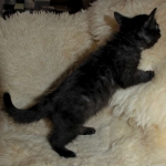 01 Savannah F-4SBT Smoke