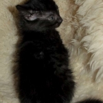 02 Savannah F-4SBT Smoke