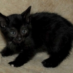 03 Savannah F-4SBT Smoke