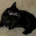 04 Savannah F-4SBT Smoke