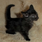 05 Savannah F-4SBT Smoke