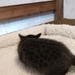 Savannah, F-4SBT, Black smoke, Female DOB 11-18-18