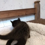 Savannah, F-4SBT, Black smoke, Female DOB 11-18-18