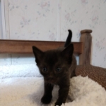 Savannah, F-4SBT, Black smoke, Female DOB 11-18-18