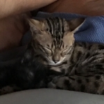 Suri, Savannah, F-4SBT, Black smoke, Female DOB 11-18-18