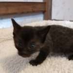 Savannah, F-4SBT, Black smoke, Female DOB 11-18-18