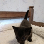 Savannah, F-4SBT, Black smoke, Female DOB 11-18-18