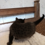 Savannah, F-4SBT, Black smoke, Female DOB 11-18-18