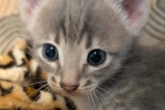 Winston Savannah F-4SBT Blue Amber male kitten DOB 4-17-26
