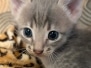 Savannah F-4SBT Blue Amber male kitten DOB 4-17-26