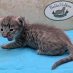 F-4C-Savannah-Kitten