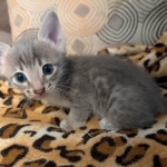 F-4SBT-Blue-Male-Savannah-Kitten-Copy-Copy