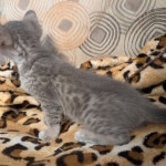 F-4SBT-Blue-Male-Savannah-Kitten-a-Copy-Copy