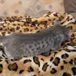 F-4SBT-Blue-Male-Savannah-Kitten-b-Copy-Copy
