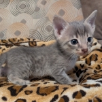 F-4SBT-Blue-Male-Savannah-Kitten-c-Copy
