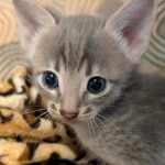 F-4SBT-Blue-Male-Savannah-Kitten-d-Copy