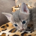 F-4SBT-Blue-Male-Savannah-Kitten-e-Copy-Copy