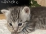 Savannah F-4SBT Blue Spotted Female Indio DOB 6-9-26