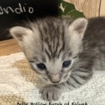 Savannah Kitten Indio-6.26.2026a