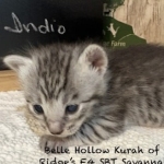 Savannah kitten Indio-6.26.2026b