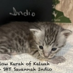 Savannah Kitten Indio-6.26.2026c