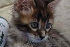 Savannah F-4SBT Brown Spotted female #3 DOB 4-10-23