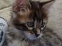 Savannah F-4SBT Brown Spotted female #3 DOB 4-10-23
