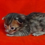 Savannah F-4SBT Brown Spotted female DOB 4-10-23