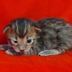 Savannah F-4SBT Brown Spotted female DOB 4-10-23