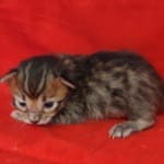 Savannah F-4SBT Brown Spotted female DOB 4-10-23