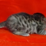 Savannah F-4SBT Brown Spotted female DOB 4-10-23