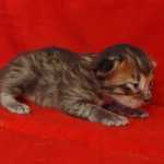 Savannah F-4SBT Brown Spotted female DOB 4-10-23