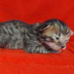 Savannah F-4SBT Brown Spotted female DOB 4-10-23