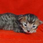 Savannah F-4SBT Brown Spotted female DOB 4-10-23