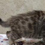 Savannah F-4SBT Brown Spotted female DOB 4-10-23
