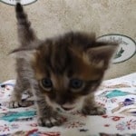 Savannah F-4SBT Brown Spotted female DOB 4-10-23