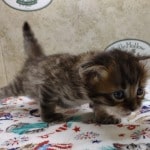 Savannah F-4SBT Brown Spotted female DOB 4-10-23