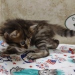 Savannah F-4SBT Brown Spotted female DOB 4-10-23