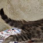 Savannah F-4SBT Brown Spotted female DOB 4-10-23