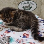 Savannah F-4SBT Brown Spotted female DOB 4-10-23