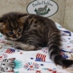 Savannah F-4SBT Brown Spotted female DOB 4-10-23