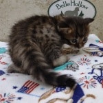 Savannah F-4SBT Brown Spotted female DOB 4-10-23