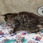 Savannah F-4SBT Brown Spotted female DOB 4-10-23