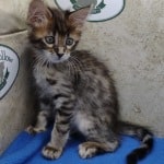 Savannah F-4SBT Brown Spotted female DOB 4-10-23