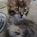 Savannah F-4SBT Brown Spotted female DOB 4-10-23