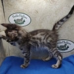 Savannah F-4SBT Brown Spotted female DOB 4-10-23