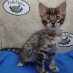 Savannah F-4SBT Brown Spotted female DOB 4-10-23